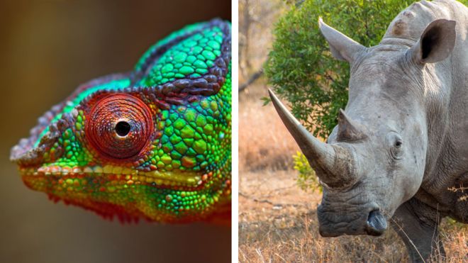 Should cyber-security be more chameleon, less rhino?
