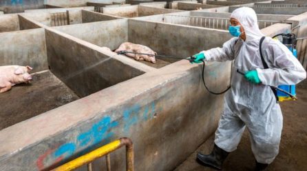 Is China losing the battle against an incurable pig virus?